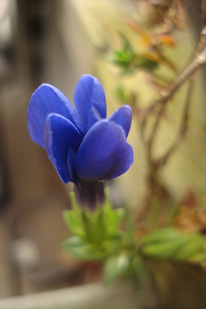 青い花♪