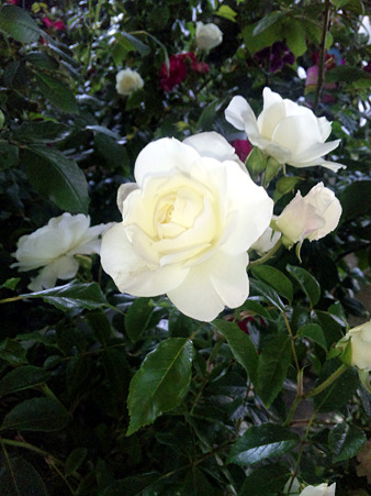 DVC00004_edited