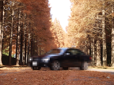 09　メタセコイヤ　04