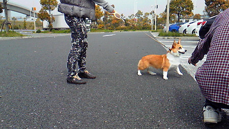 きなちゃん