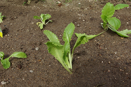 謎の野菜