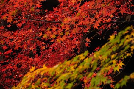 0911181020_DSC_0695
