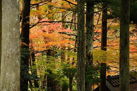 0911181156_DSC_1099