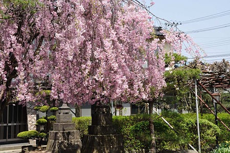 1005051006_DSC_5268