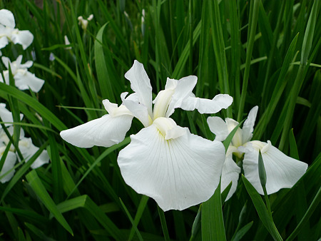 舞鶴公園の花菖蒲(4)