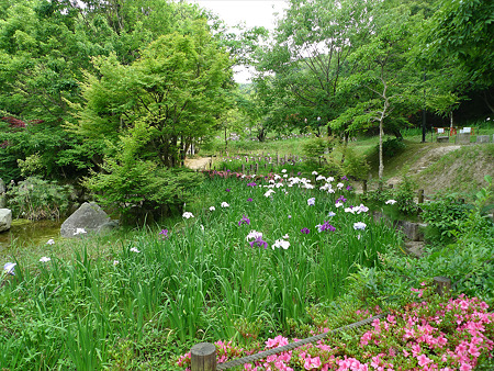 天拝山歴史自然公園の花菖蒲(1)