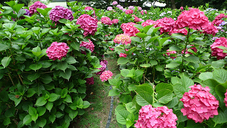 筥崎宮~紫陽花園(16)