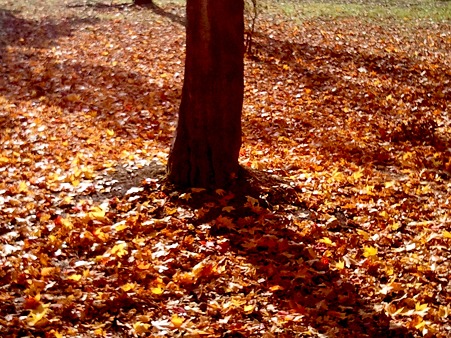 2010-11-06-7