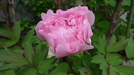 P1030590