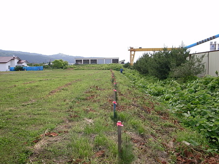 草刈り