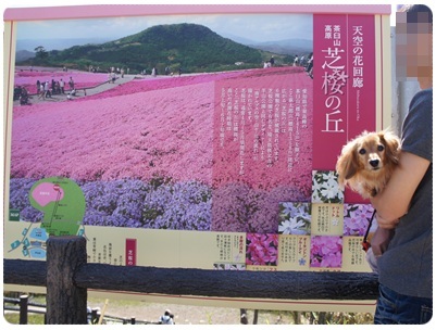 20120528 芝桜の丘