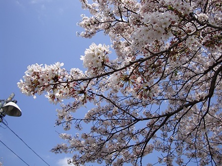 桜の軒