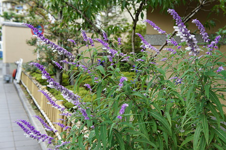 紫の花　青い花