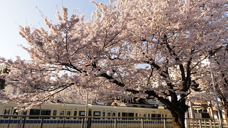 夕映えに桜が迎える駅のホーム