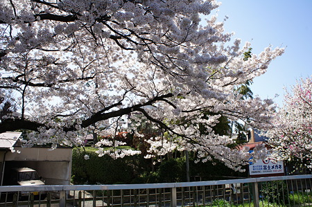 桜の日傘