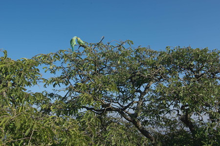IMGP1499