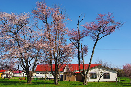 IMGP0460