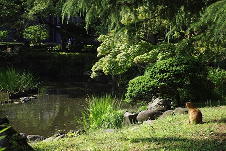 日比谷公園の猫 (7)