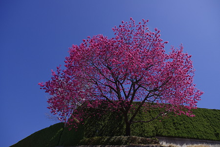 台湾緋桜