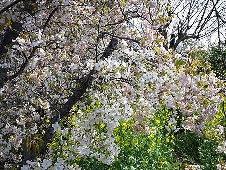 遅咲きの桜