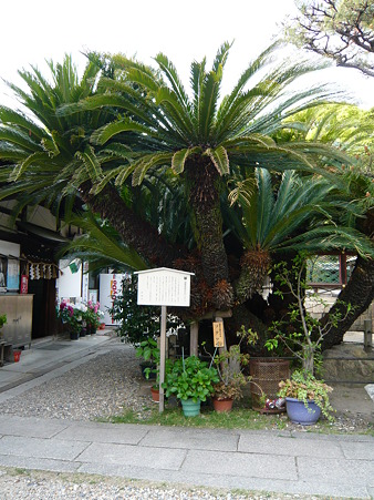 御香宮神社 (3)