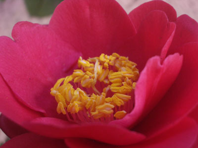 20080315緋縮緬