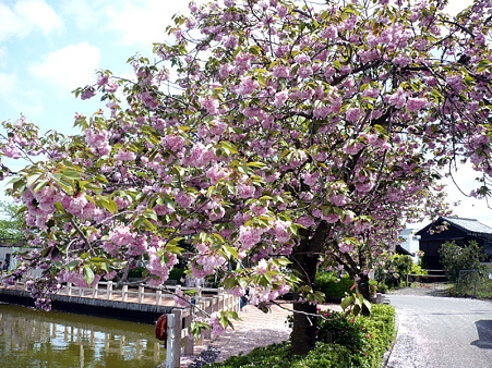 fuji6