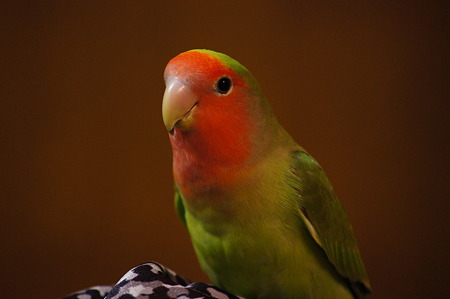 DSC01231
