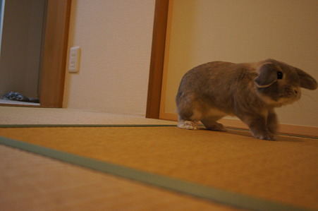 たたみ5