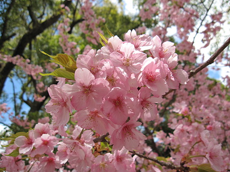 桜 2011
