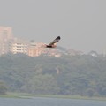 インドの鳥