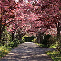 Photos: 八重桜のトンネル