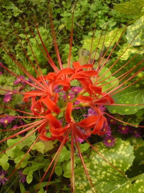 Photos: Red Spider Lily