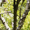 Photos: イボタの木、（水蝋の木：疣取木）